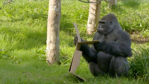 A gorilla sitting and looking at cardboard.