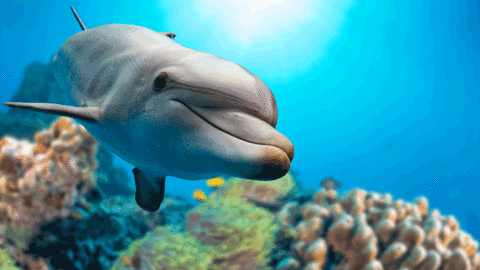 A dolphin swimming towards the camera