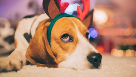 A sad christmas dog.