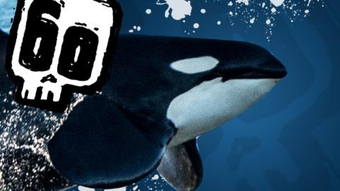 An orca and the Deadly 60 logo.