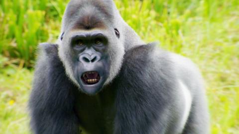 Gorilla with mouth open.