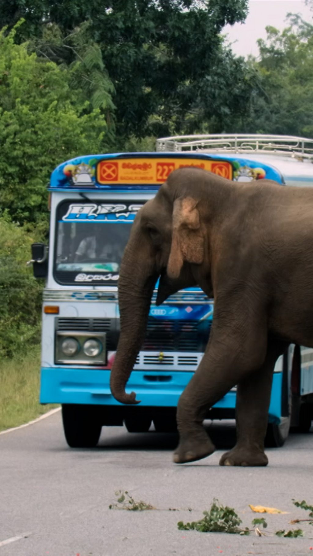 One clever elephant has found a way to make a living from its human neighbours.