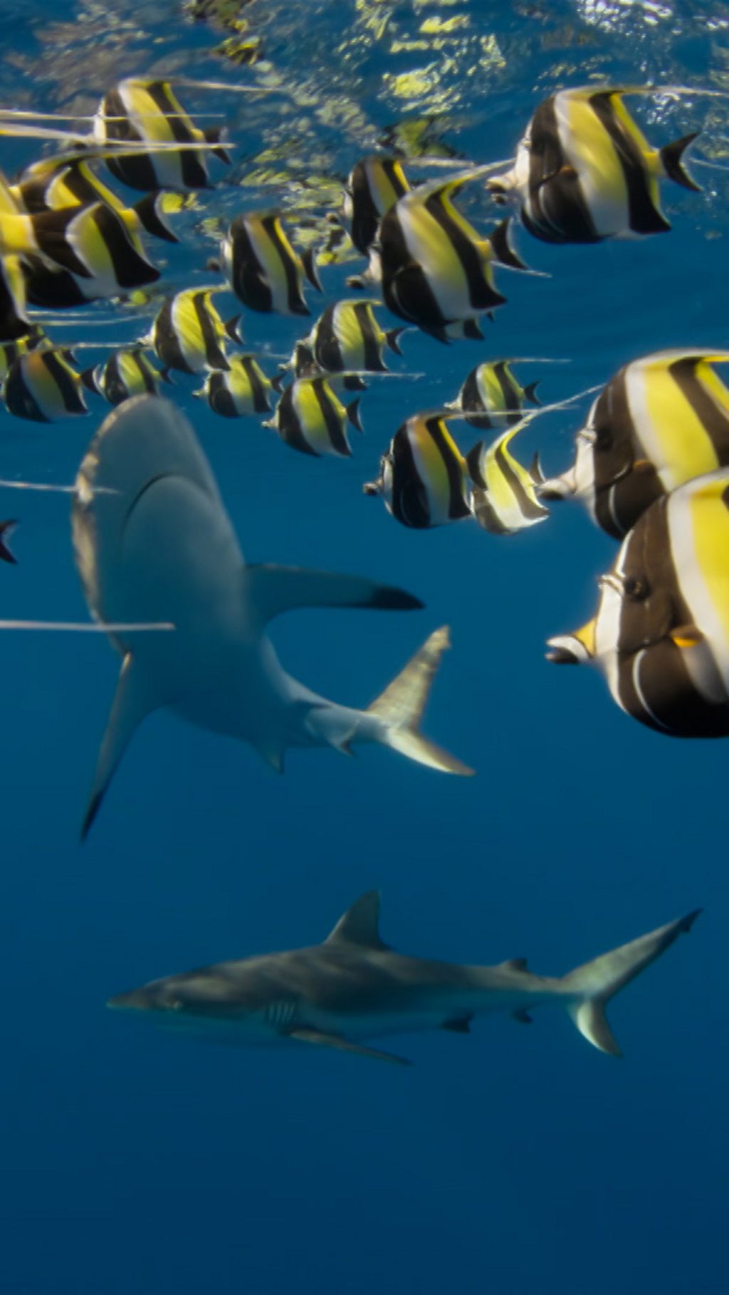 Vast numbers of sharks pick off Moorish idol fish when they venture into open water.