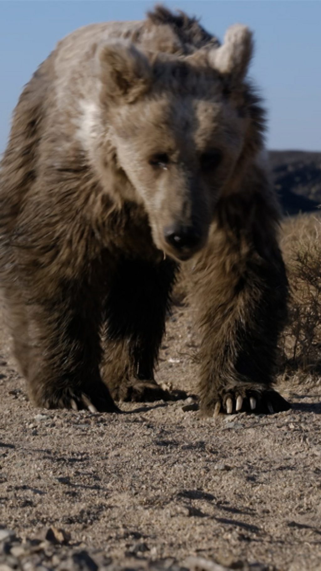 A bear cub represents hope for Mongolia's critically endangered Gobi bear.