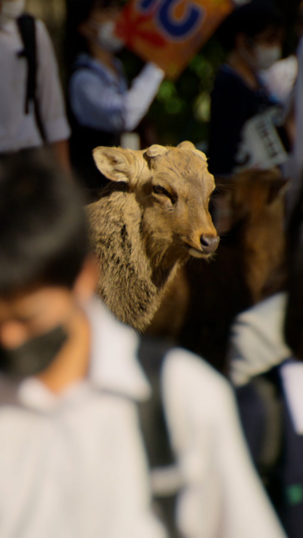 In one special Japanese city, sika deer live side by side with humans.