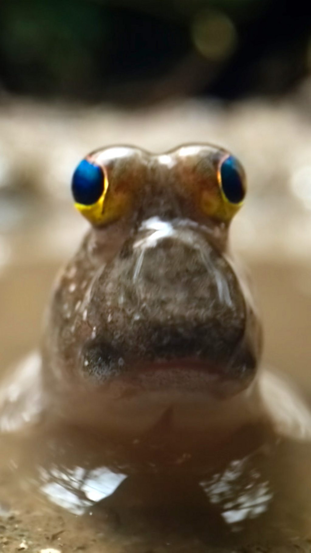 Male mudskippers walk on land, climb trees, and battle to win a female’s affection.