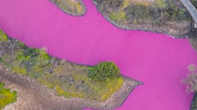 A rare bright pink pond in Hawaii