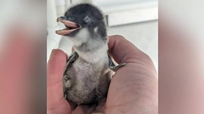 Baby penguin