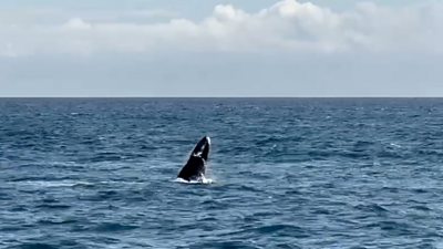 Humpback whale lunging out of the sea