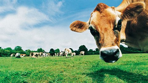 Cows on a pastoral farm