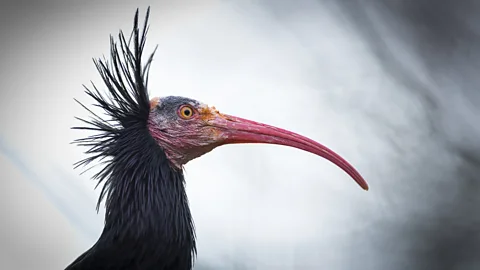 01448831-northern_bald_ibis-Geronticus_eremita-Juan_Carlos_Munoz-NPL.jpg