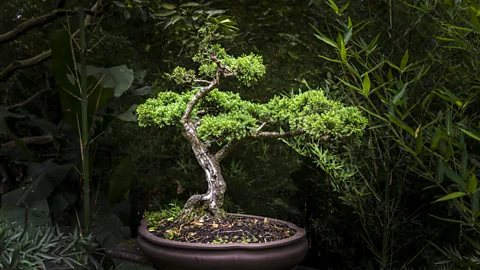 The ancient art of Japanese bonsai