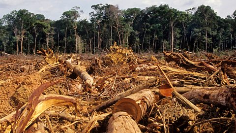 A large patch of land that has had the trees cut down.