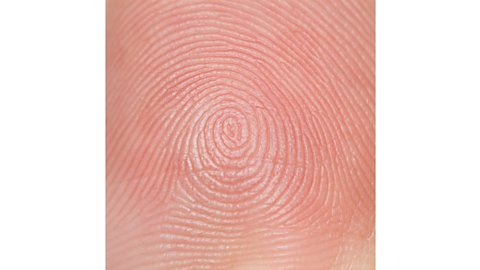 Close up of a thumb print.