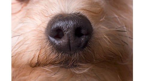 Close up of a dogs nose, with white fur around it.