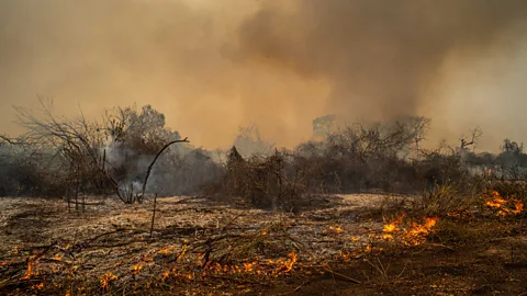 Crops burnt by fire