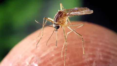 A Culex quinquefasciatus mosquito biting a human finger (Credit: Getty Images)