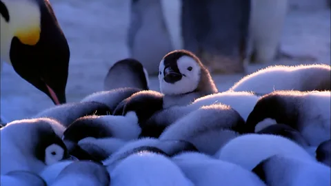 How penguins identify their chicks