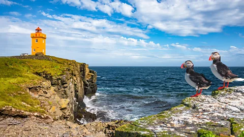 A cliffside in Iceland with a yellow lighthouse and two puffins (Credit: Alamy)