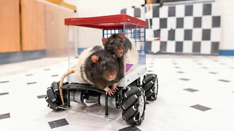 Two rats in car (Credit: University of Richmond)