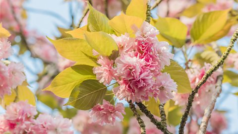 Image of a pink blossom flowers with green leaves. 