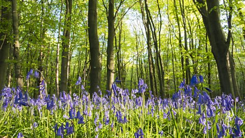 Image of a forest of bluebells. 