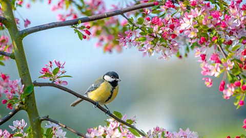 Image of a Bluetit garden bird resting on the branch of a crab apple tree with spring blossom. The leaves are green and the flowers are pink and white. 