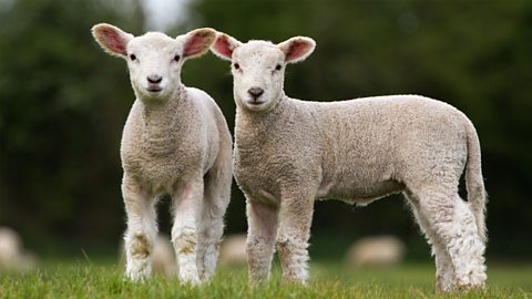 Pair of Cute Lambs looking at camera stood in field.