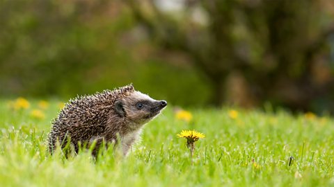 Hedgehog on the meadow with dandelion flower.