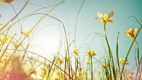 Image of wild spring flowers with the sun shining on them.