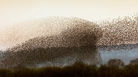 Flocks of starlings in Somerset, England (Credit: Getty Images)