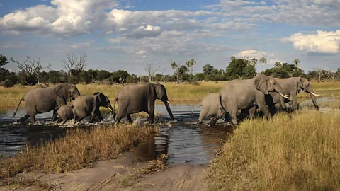 Group of elephants crossing waterway (Credit: Alamy)