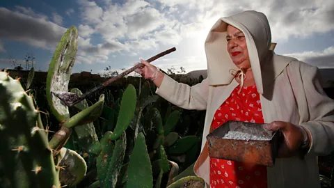 Alamy A farmer collects cochineal insects from cacti. The deep red colour, known as carmine, comes from an acid that the oval-shaped bug produces to fend off predators (Credit: Alamy)