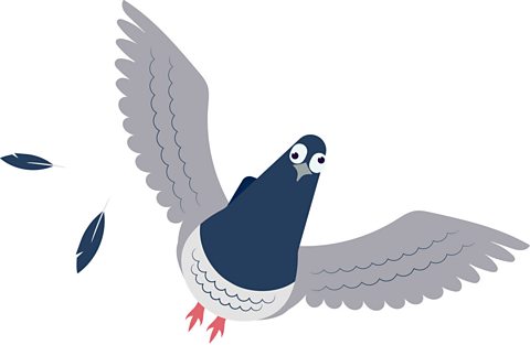 a flying pigeon