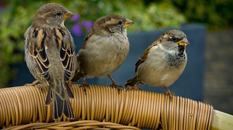 Five ways to make birdwatching  a fun family activity