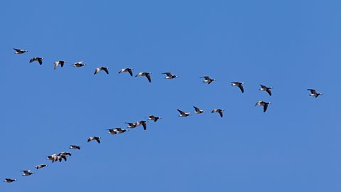 Why and when do animals migrate?