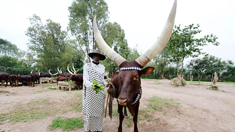 Boaz Rottem/Alamy For hundreds of years, Rwandans with enough milk would share their supply with those in need (Credit: Boaz Rottem/Alamy)