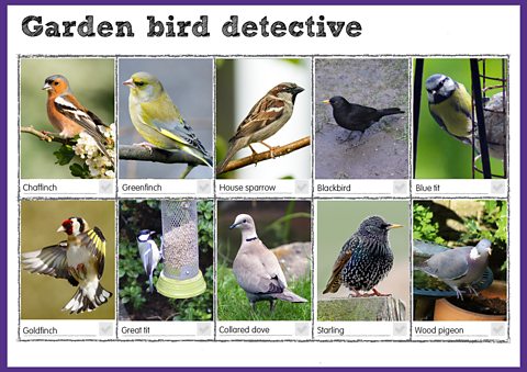 A checklist of 10 different birds (left to right): Chaffinch, Greenfinch, House sparrow, Blackbird, Blue tit, Goldfinch, Great tit, Collared dove, Starling, Wood Pigeon