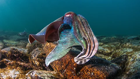 Carl Charter The mating process including pulsating colour changes and males disguising themselves as females (Credit: Carl Charter)