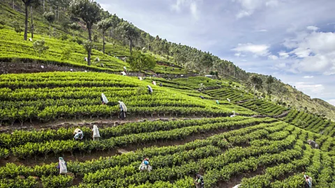 Santiago Urquijo/Getty Images Isso vade are thought to have originated in Sri Lanaka's Hill Country (Credit: Santiago Urquijo/Getty Images)