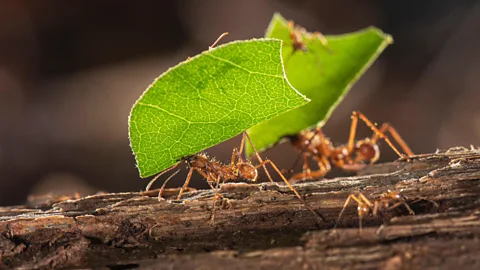 Adrain Davies/Alamy Leafcutter ants gather plant material as they farm fungus – but their complex societies may also lead them to have smaller brains (Credit: Adrain Davies/Alamy)