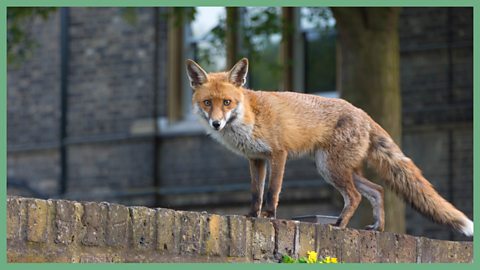 Learn how to track countryside wildlife