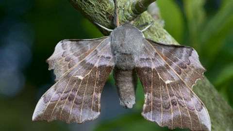 How to make a moth magnet