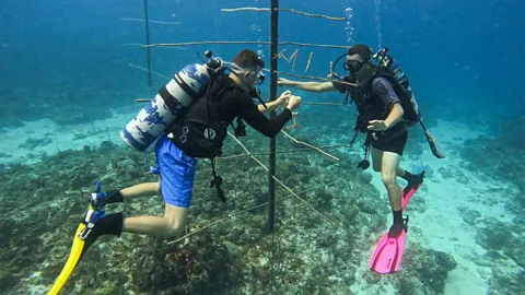 Claire Boobbyer Nene has planted an underwater "tree" to help staghorn coral thrive (Credit: Claire Boobbyer)