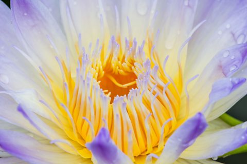 A close up of a white flower with purple at the tips of the petals.