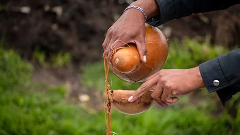 VW Pics/Getty Images People drank chicha from calabazas, or calabash shells (Credit: VW Pics/Getty Images)