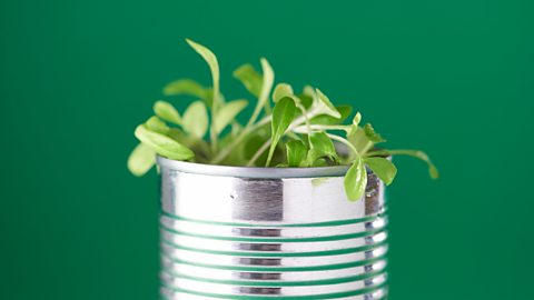 Green plants sprouting out a tin can