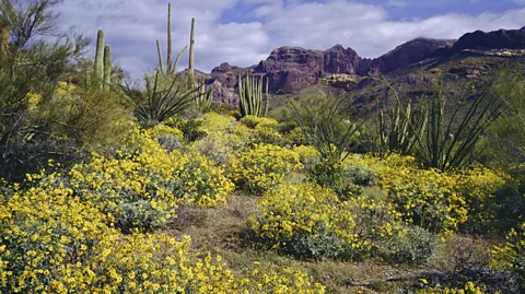 Ron and Patty Thomas/Getty Images Mesa is an excellent place for outdoor adventures, both in and out of the city limits (Credit: Ron and Patty Thomas/Getty Images)