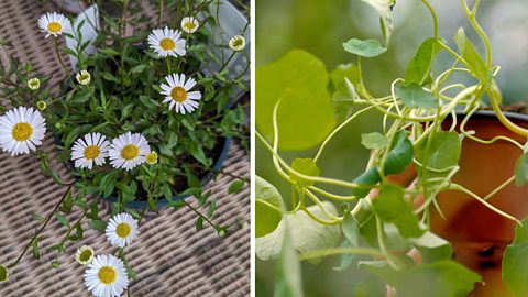 How to grow plants at home