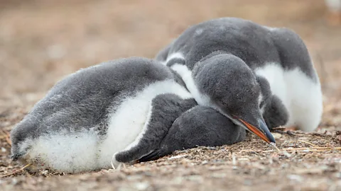 Getty Images Some species of penguin will grab hundreds of tiny "micro sleeps" each day (Credit: Getty Images)